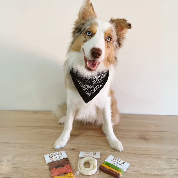 Kits/sets para perros - Bondogmx