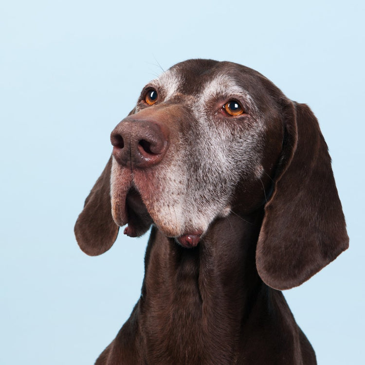 Perros Senior - Bondogmx