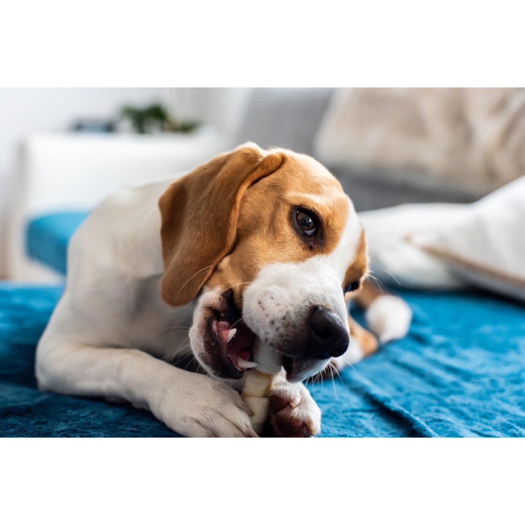 Hueso de carnaza natural 3 - 4" (1 kg) para razas medianas, pequeñas - Bondogmx