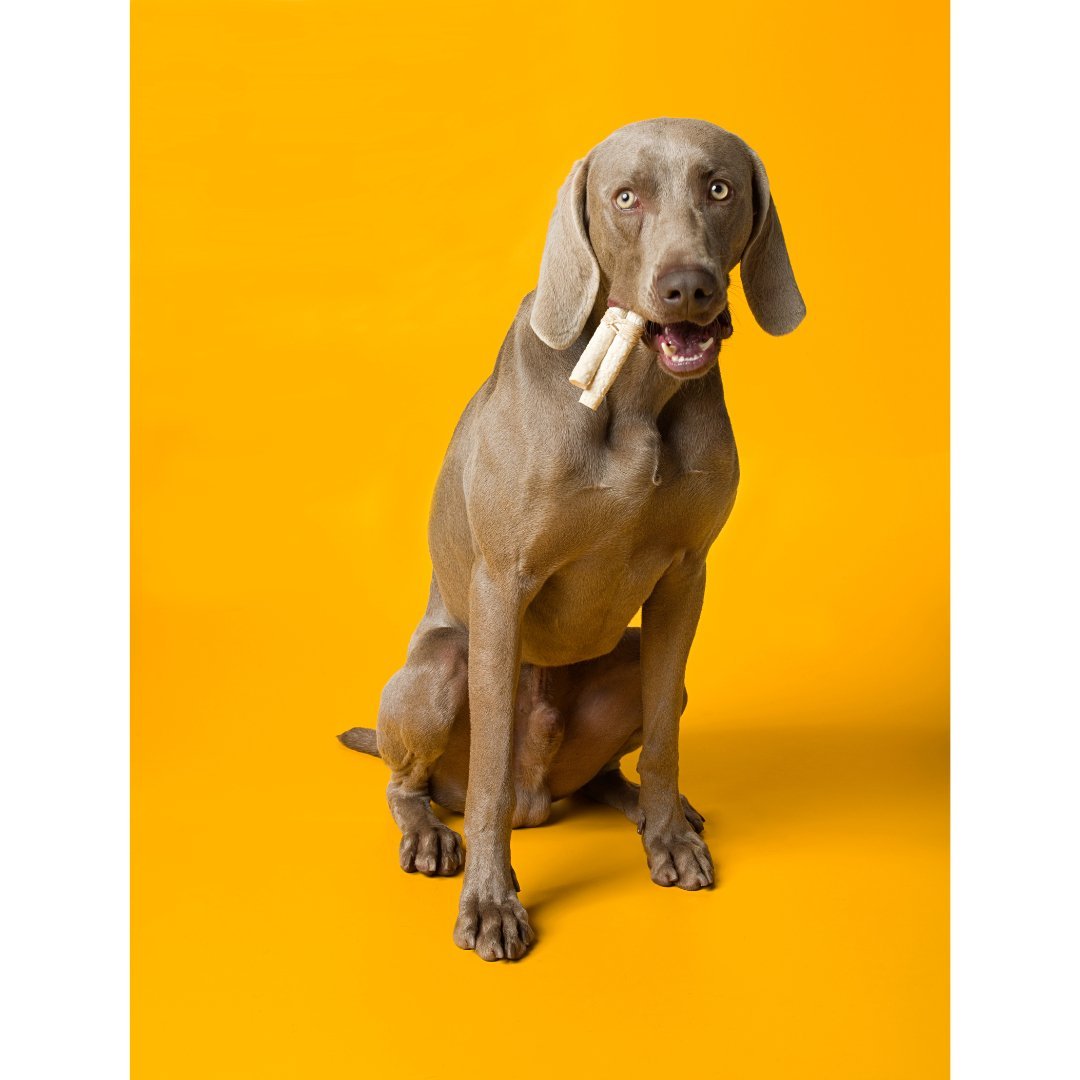 Sticks sabor natural para todas las razas (500 piezas) - Bondogmx